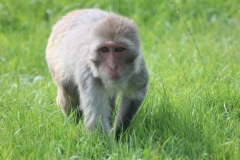 Longleat-047