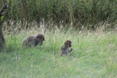 Longleat-048