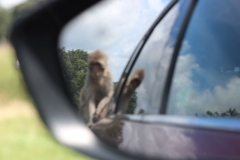 Longleat-049
