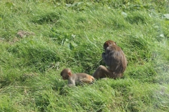 Longleat-050