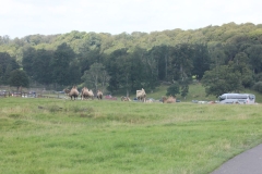 Longleat-053