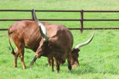 Longleat-054