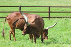 Longleat-055