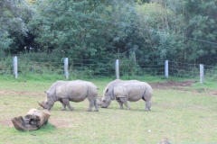 Longleat-058