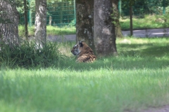 Longleat-062