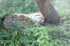 Longleat-063
