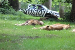 Longleat-064
