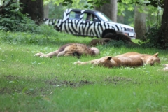 Longleat-065