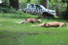 Longleat-066