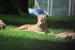 Longleat-068
