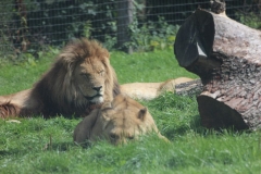 Longleat-072