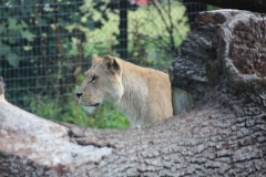 Longleat-076