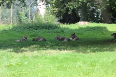 Longleat-078