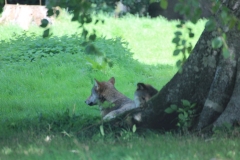 Longleat-079