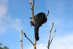 Longleat-081