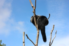 Longleat-082