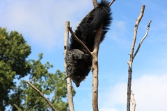 Longleat-083