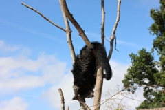Longleat-084