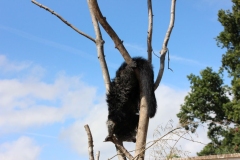 Longleat-085