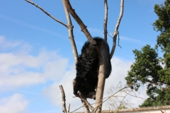 Longleat-086