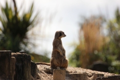 Longleat-090