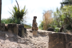 Longleat-091