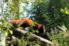 Longleat-093