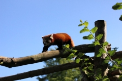 Longleat-094