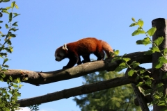 Longleat-095