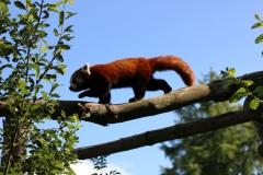 Longleat-096