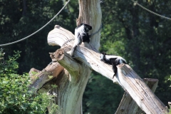 Longleat-099