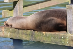 Longleat-101