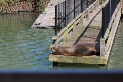 Longleat-102