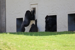 Longleat-106
