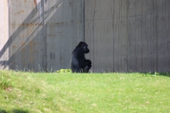 Longleat-110