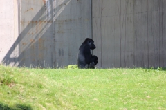 Longleat-111