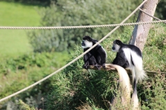 Longleat-112