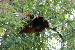 Longleat-113
