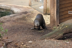 Longleat-114