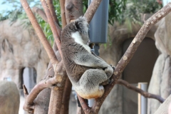 Longleat-116