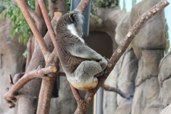 Longleat-117
