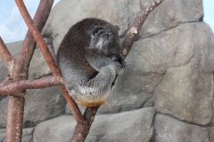 Longleat-119