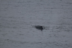 Sitka003
