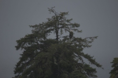 Sitka008