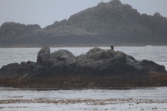Sitka011
