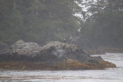 Sitka013