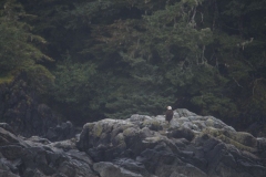 Sitka014