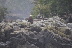 Sitka015