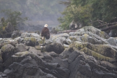 Sitka016