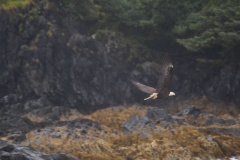 Sitka019